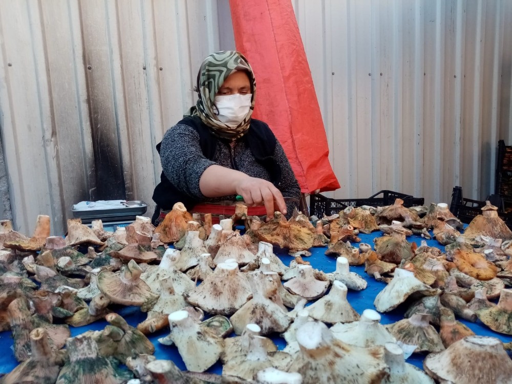 havalar kurak gidince mantar fiyatlari yuzde 100 zamlandi 1 htREfN1l Havalar kurak gidince mantar fiyatları yüzde 100 zamlandı