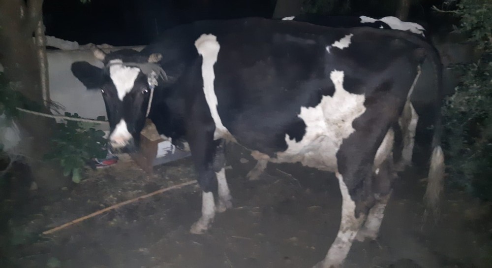 jasat arac izlerini 7 saat takip etti hayvan hirsizlarini yakaladi 1 FMeaOwQ8 JASAT araç izlerini 7 saat takip etti, hayvan hırsızlarını yakaladı