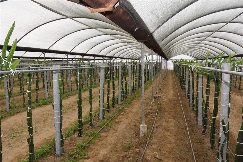 kaymakam sahin efeler diyarinda pitaya projesi kapsaminda ureticilerle bir araya geldi 3 TYl8BvNY Kaymakam Şahin, ’Efeler Diyarında Pitaya’ Projesi kapsamında üreticilerle bir araya geldi
