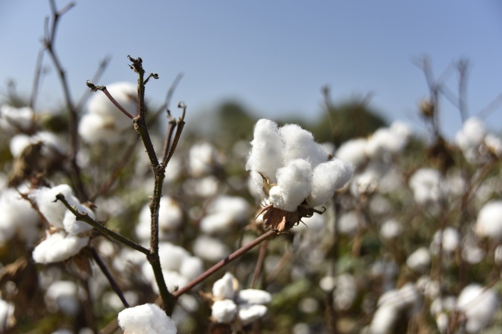 kurakliga ragmen aydinda sulama sezonu sorunsuz sona erdi 4 Kuraklığa rağmen, Aydın’da sulama sezonu sorunsuz sona erdi