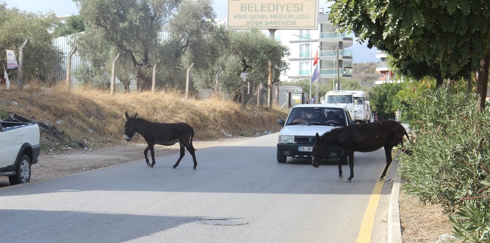 kuraklik eseklere yaradi 1 FSUb1EGz Kuraklık eşeklere yaradı