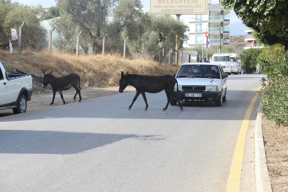 kuraklik eseklere yaradi 2 jilauQRs Kuraklık eşeklere yaradı