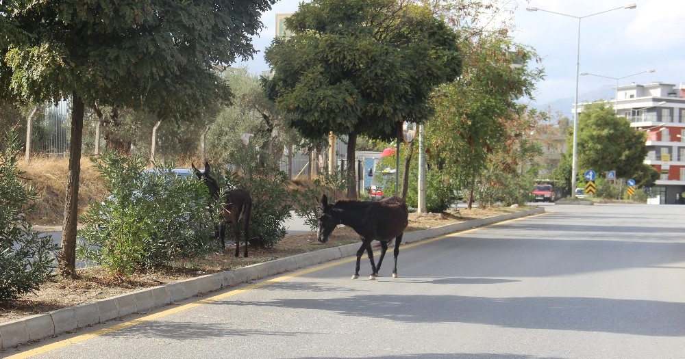 kuraklik eseklere yaradi 3 cpSVEzyb Kuraklık eşeklere yaradı