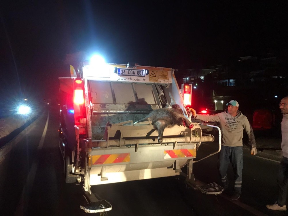 kusadasinda domuza carpan arac takla atti 1 yarali 4 ntRnU6Ta Kuşadası’nda domuza çarpan araç takla attı, 1 yaralı