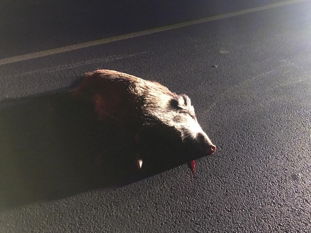 kusadasinda domuza carpan arac takla atti 1 yarali 5 kW3Yfhaq Kuşadası’nda domuza çarpan araç takla attı, 1 yaralı