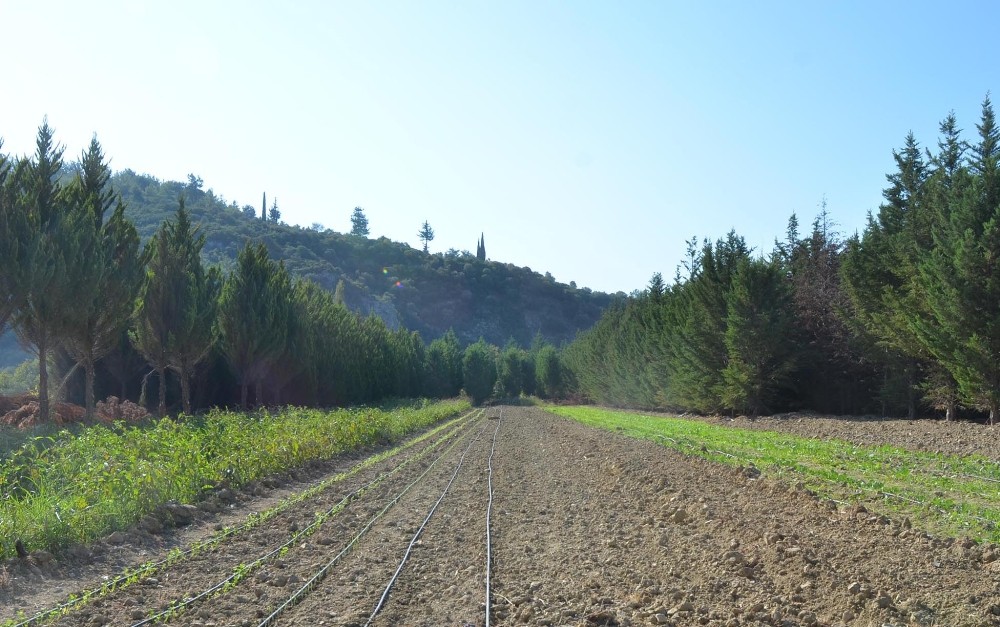 kusadasinin organik urunleri turkiyeye aciliyor 1 FdXOdivt Kuşadası’nın organik ürünleri Türkiye’ye açılıyor