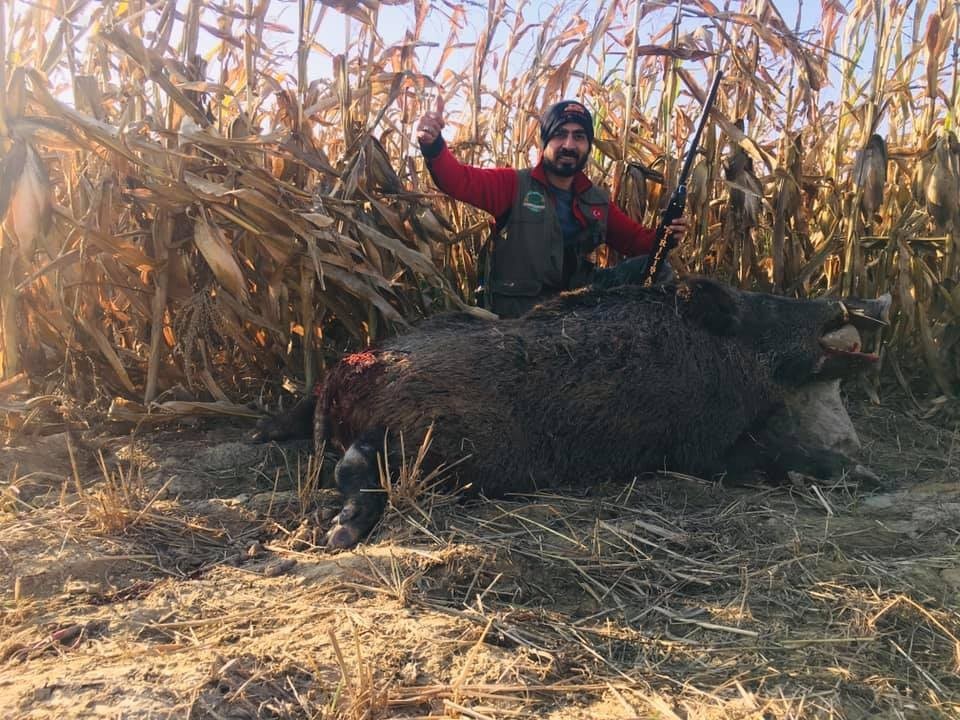 nazilli ovasini talan eden domuzlara karsi seferberlik baslatildi 4 5lDXy6vX Nazilli Ovasını talan eden domuzlara karşı seferberlik başlatıldı