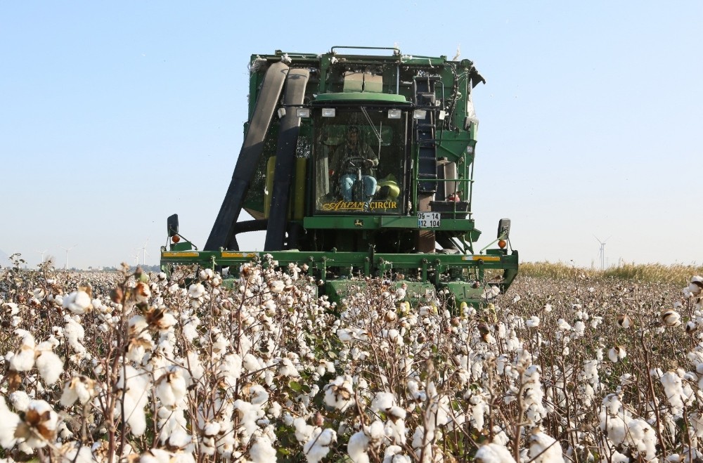 soke ovasinda pamuk hasadinda sona yaklasildi 1 9UPrIIji Söke Ovası’nda pamuk hasadında sona yaklaşıldı