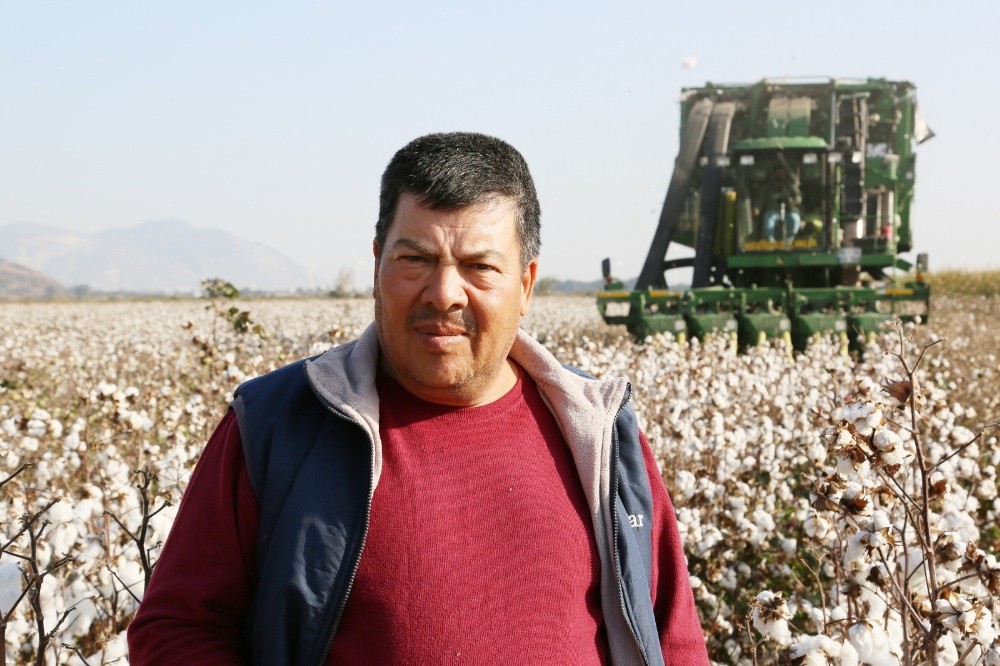 soke ovasinda pamuk hasadinda sona yaklasildi 2 7jgfJOgm Söke Ovası’nda pamuk hasadında sona yaklaşıldı