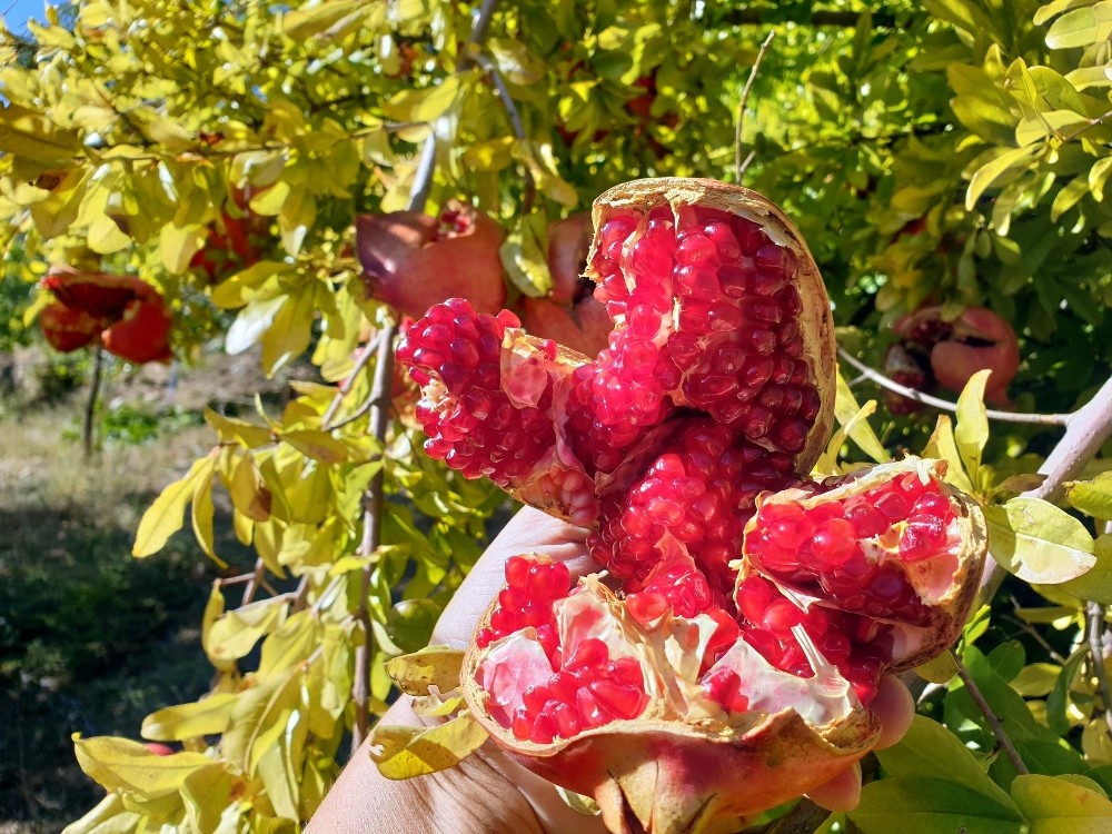 sultanhisarin yaylalarinda nar hasadi tamamlandi 1 rTCQZCQa Sultanhisar’ın yaylalarında nar hasadı tamamlandı