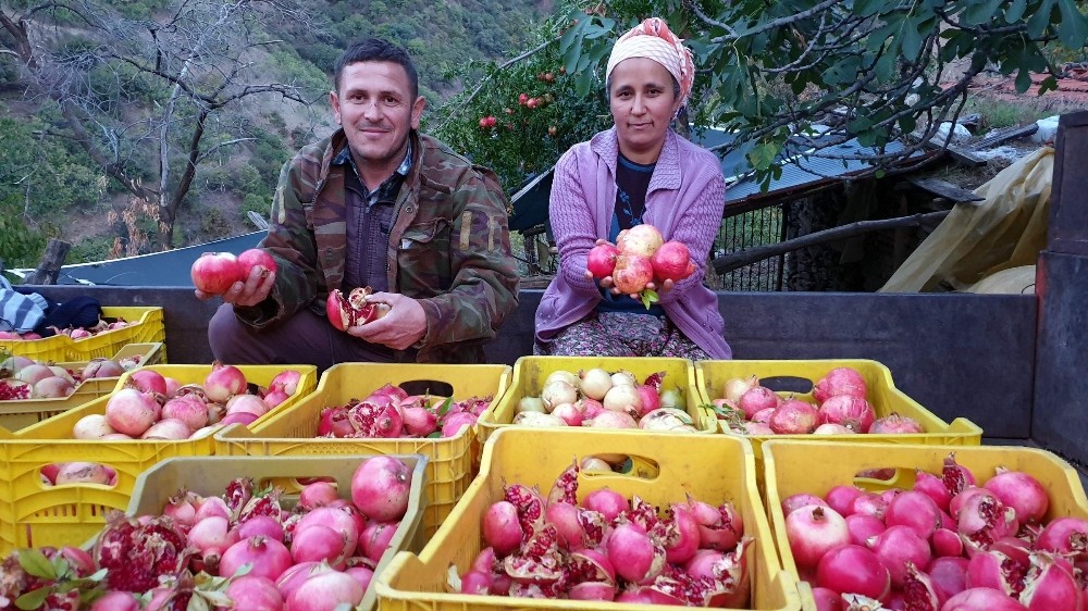 sultanhisarin yaylalarinda nar hasadi tamamlandi 3 TfUUtcpP Sultanhisar’ın yaylalarında nar hasadı tamamlandı