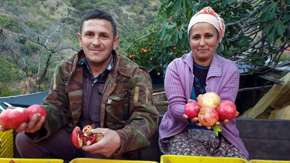 sultanhisarin yaylalarinda nar hasadi tamamlandi 4 Sultanhisar’ın yaylalarında nar hasadı tamamlandı