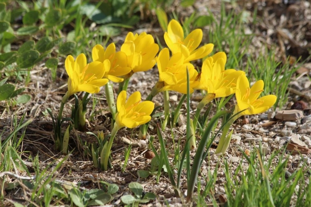 tarihi guvercinadanin dogal cicekleri acmaya basladi 2 si5XQplk Tarihi Güvercinada’nın doğal çiçekleri açmaya başladı