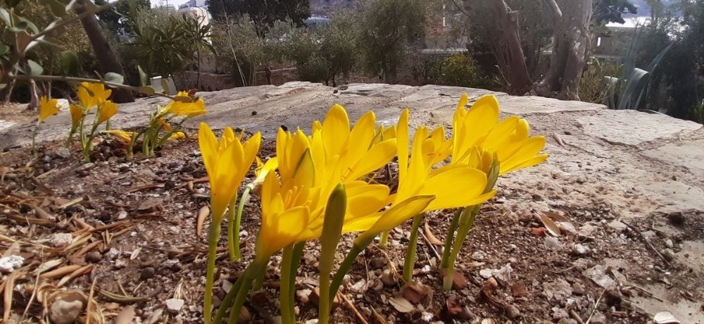tarihi guvercinadanin dogal cicekleri acmaya basladi 3 nLp5cSb6 Tarihi Güvercinada’nın doğal çiçekleri açmaya başladı