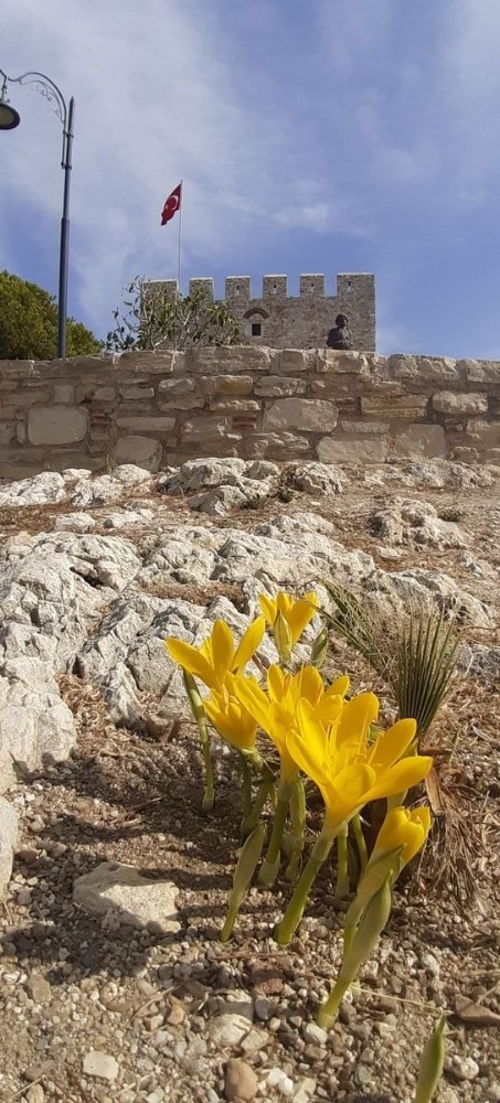 tarihi guvercinadanin dogal cicekleri acmaya basladi 5 g95lnpWn Tarihi Güvercinada’nın doğal çiçekleri açmaya başladı