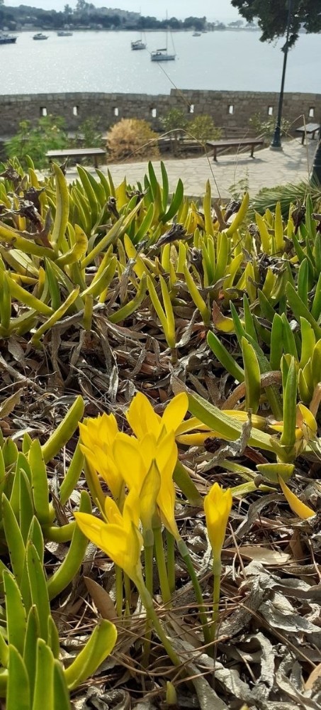 tarihi guvercinadanin dogal cicekleri acmaya basladi 6 PCaNE4Rd Tarihi Güvercinada’nın doğal çiçekleri açmaya başladı