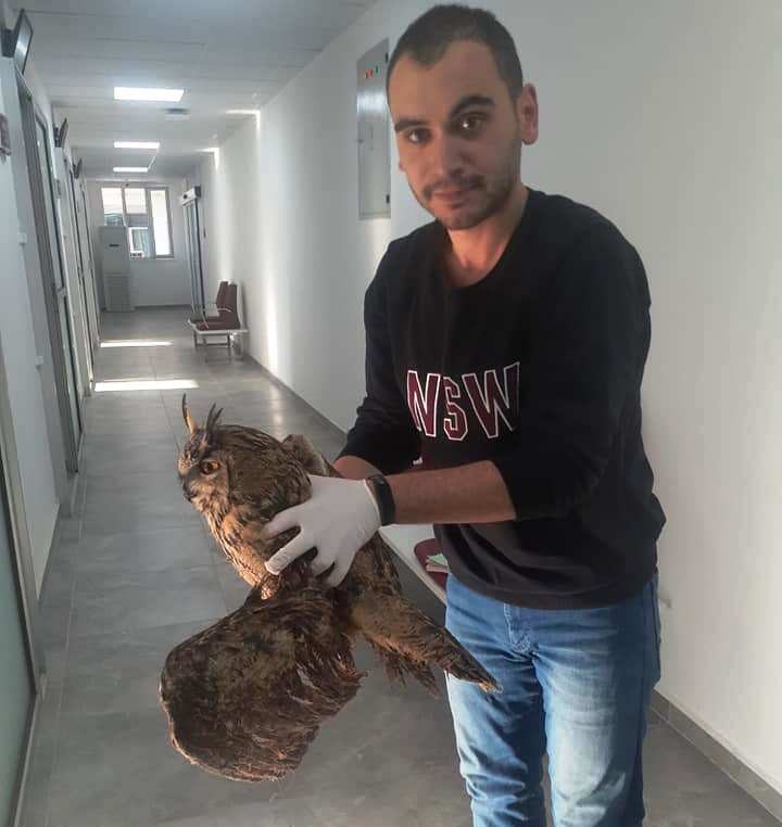 yarali puhu kusu tedaviye alindi 1 zb9GbV1k Yaralı Puhu kuşu tedaviye alındı