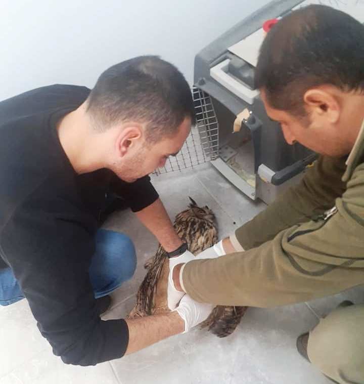 yarali puhu kusu tedaviye alindi 2 6In8yizT Yaralı Puhu kuşu tedaviye alındı