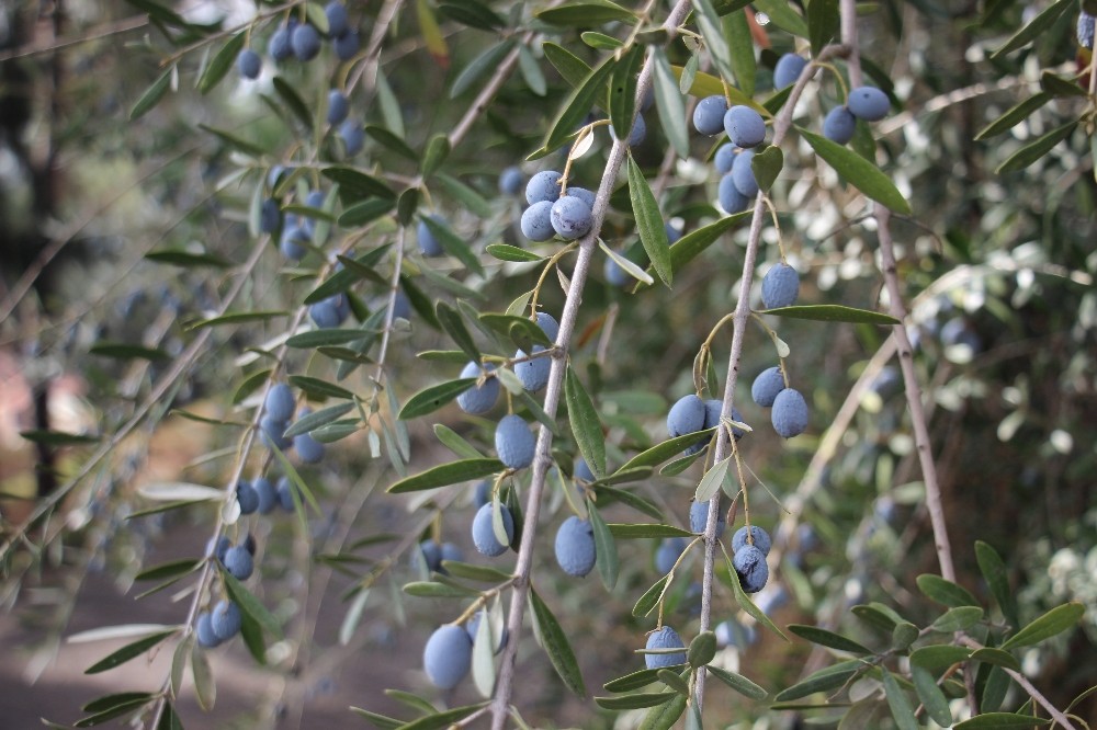 aktarlarda zeytin yapragi yok satiyor 3 Aktarlarda zeytin yaprağı yok satıyor