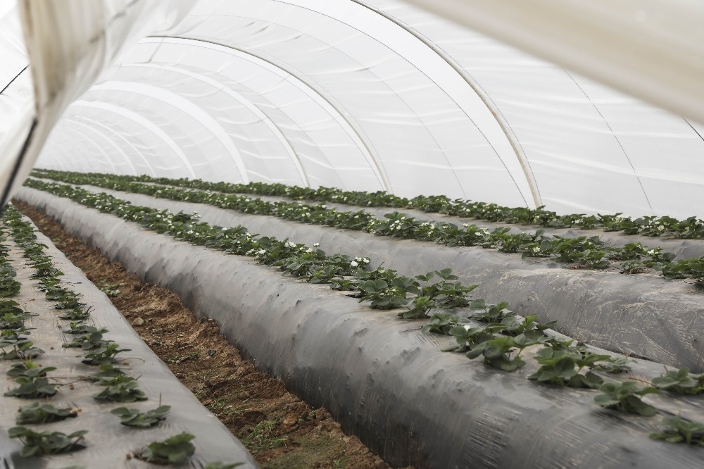 aydin buyuksehir belediyesinden ciftciye sivi gubre destegi 2 KHD8syOC Aydın Büyükşehir Belediyesi’nden çiftçiye sıvı gübre desteği