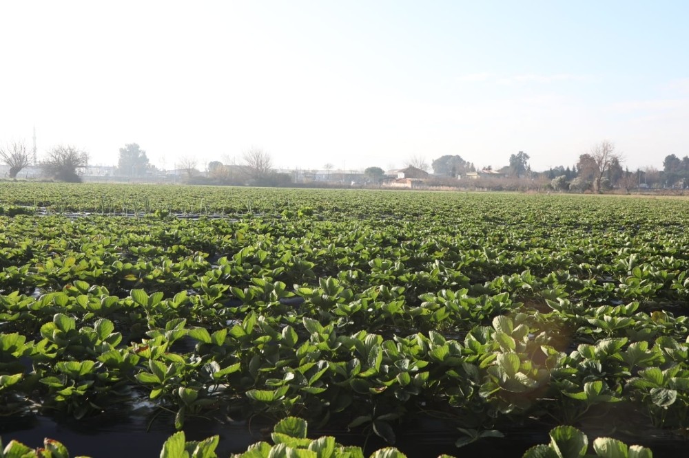aydin buyuksehir belediyesinden ciftciye sivi gubre destegi 4 VJprF2qJ Aydın Büyükşehir Belediyesi’nden çiftçiye sıvı gübre desteği
