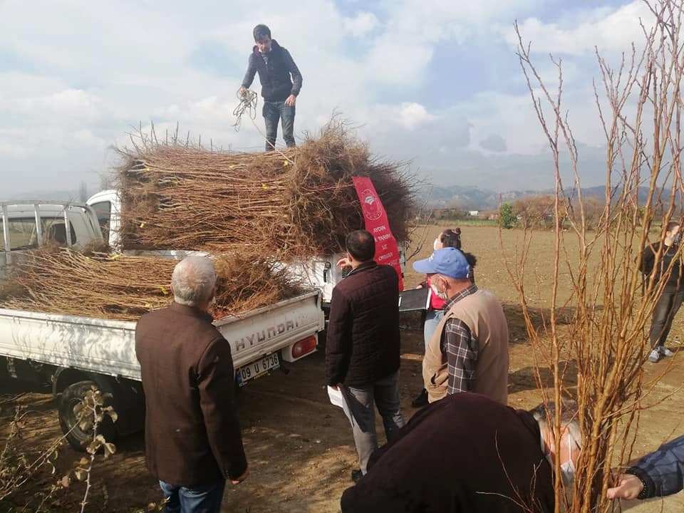 aydinda 21 bin 700 adet erkenci kayisi fidani dagitildi 1 b1JFWHu4 Aydın’da 21 bin 700 adet erkenci kayısı fidanı dağıtıldı
