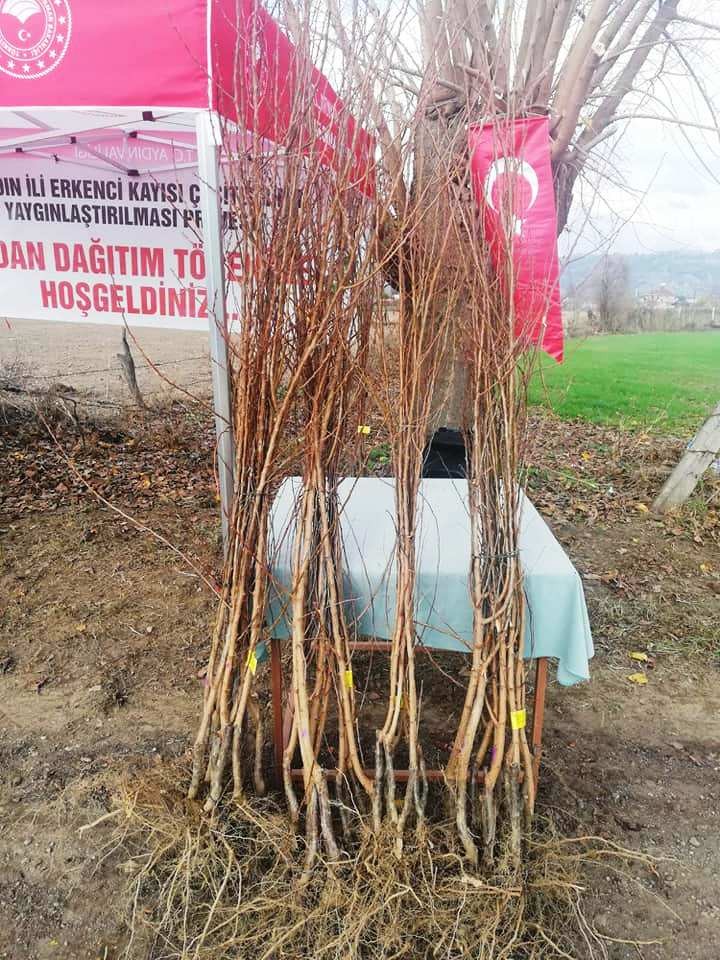 aydinda 21 bin 700 adet erkenci kayisi fidani dagitildi 4 Aydın’da 21 bin 700 adet erkenci kayısı fidanı dağıtıldı