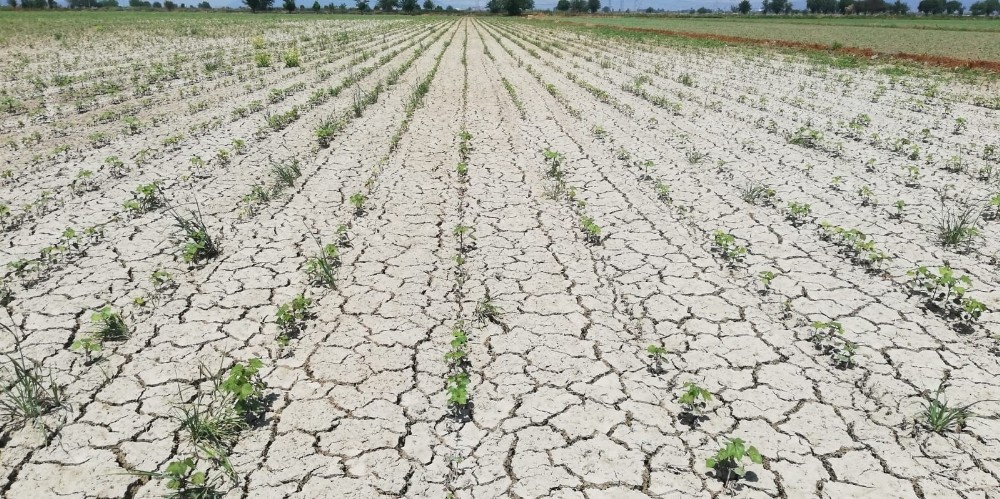 aydinda yagisa ragmen kuraklik endisesi suruyor 1 FkSmjlOt Aydın’da yağışa rağmen kuraklık endişesi sürüyor
