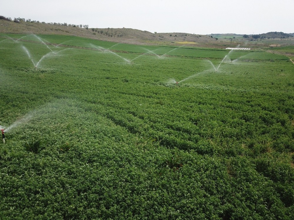 aydinda yagisa ragmen kuraklik endisesi suruyor 4 lYrNFfRA Aydın’da yağışa rağmen kuraklık endişesi sürüyor