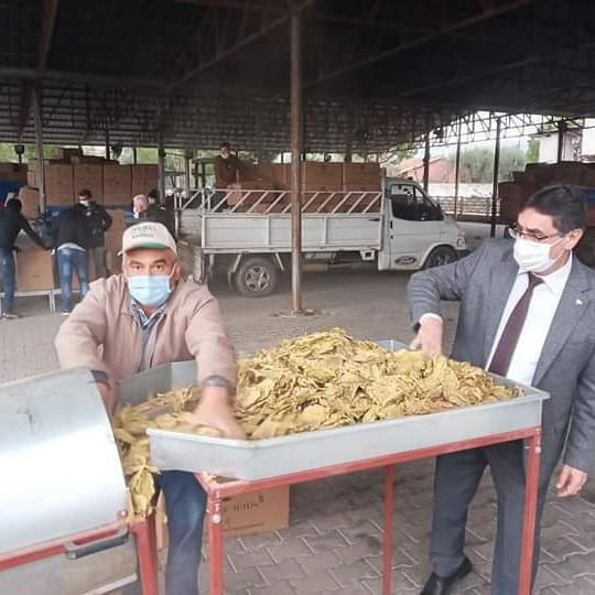 baskan inal tutun ureticilerimiz magdur oldu 4 cDXkewLv Başkan İnal; "Tütün üreticilerimiz mağdur oldu"