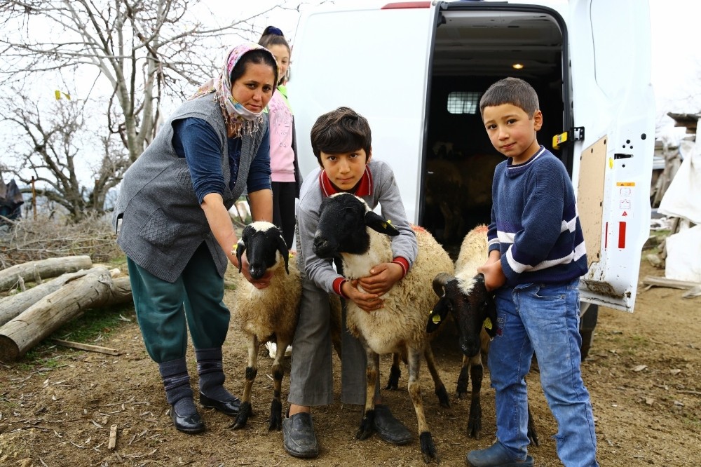 buyuksehir sakiz koyunu dagitimina devam ediyor 1 vrQHCzii Büyükşehir, sakız koyunu dağıtımına devam ediyor