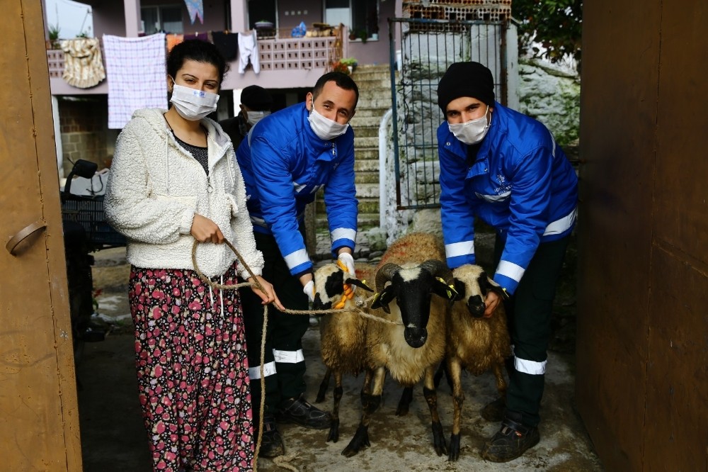 buyuksehir sakiz koyunu dagitimina devam ediyor 2 pwZWiasn Büyükşehir, sakız koyunu dağıtımına devam ediyor