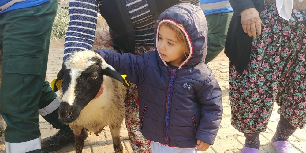 buyuksehir sakiz koyunu dagitimina devam ediyor 3 Büyükşehir, sakız koyunu dağıtımına devam ediyor