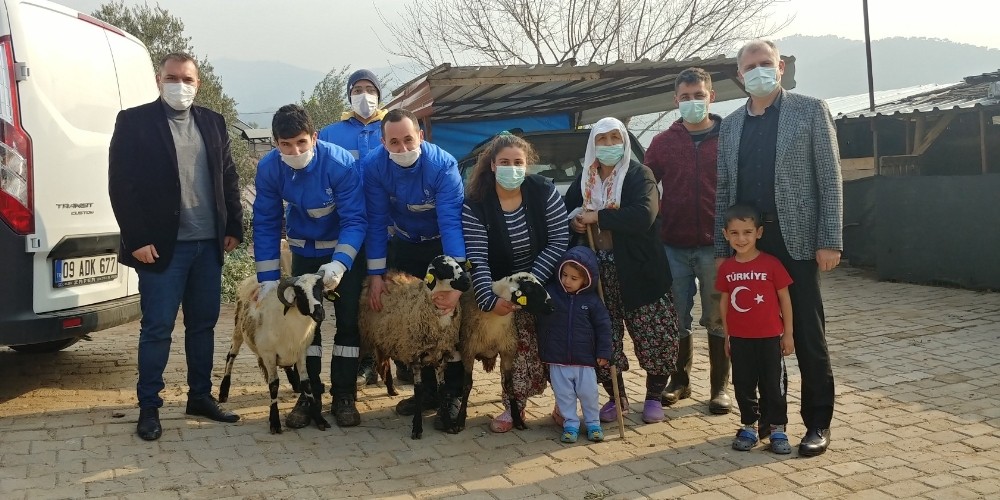 buyuksehir sakiz koyunu dagitimina devam ediyor 4 h39eRBvj Büyükşehir, sakız koyunu dağıtımına devam ediyor