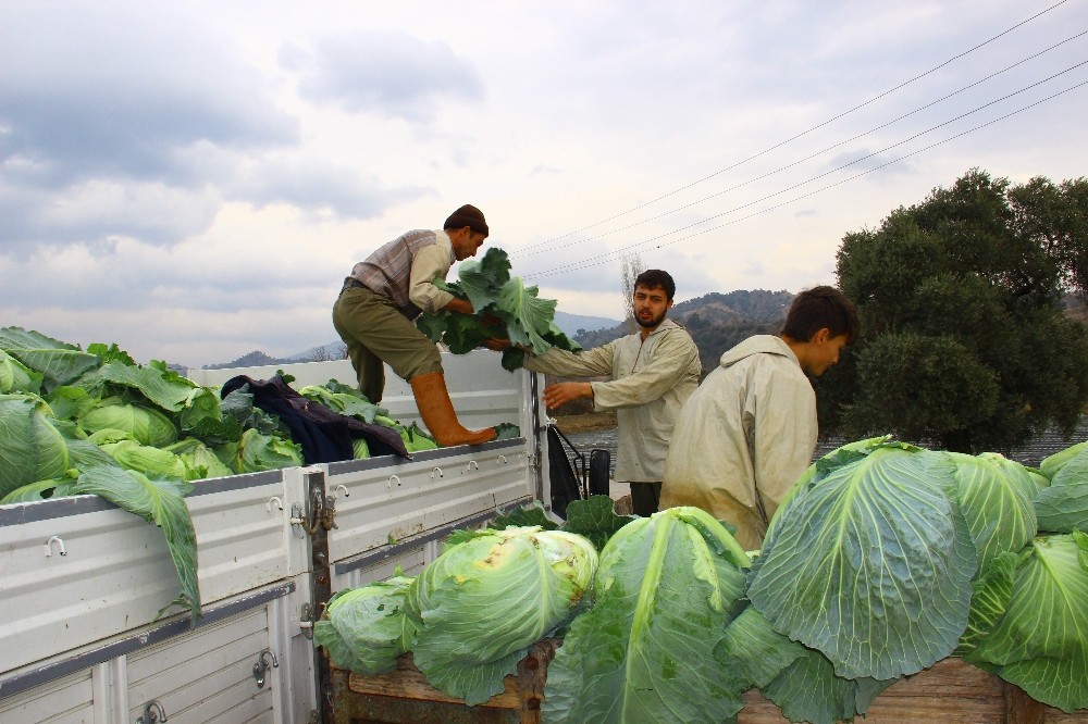 gecen yil para etmeyen lahanaya bu yil deger bicilemiyor 1 89pZVTgO Geçen yıl para etmeyen lahanaya bu yıl değer biçilemiyor