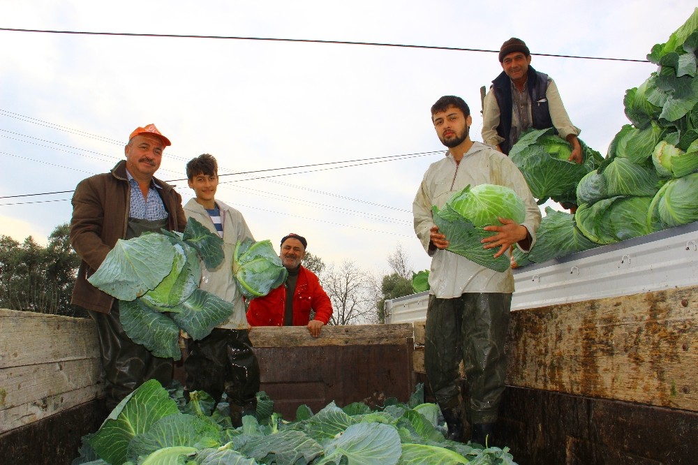 gecen yil para etmeyen lahanaya bu yil deger bicilemiyor 2 lVJhmMgY Geçen yıl para etmeyen lahanaya bu yıl değer biçilemiyor