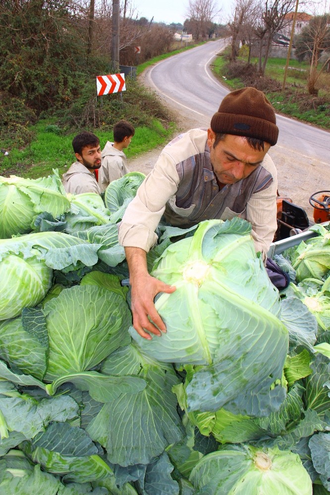gecen yil para etmeyen lahanaya bu yil deger bicilemiyor 3 M82jquUz Geçen yıl para etmeyen lahanaya bu yıl değer biçilemiyor