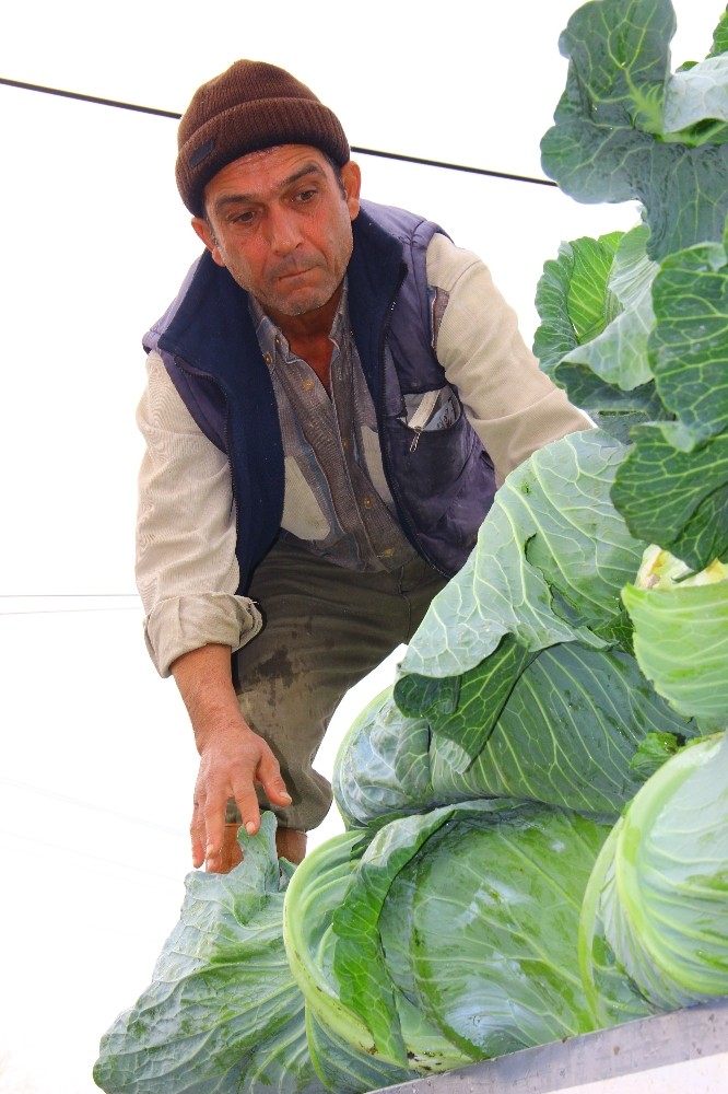 gecen yil para etmeyen lahanaya bu yil deger bicilemiyor 4 mHu8kfIt Geçen yıl para etmeyen lahanaya bu yıl değer biçilemiyor