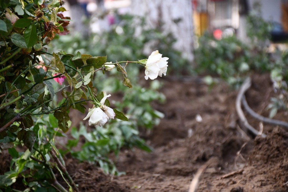 gullubahce mahallesi yillar sonra adini aldigi gullerine kavusuyor 2 gpOLezc8 Güllübahçe Mahallesi yıllar sonra adını aldığı güllerine kavuşuyor