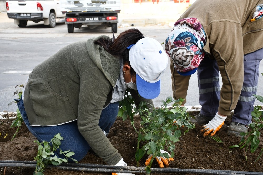 gullubahce mahallesi yillar sonra adini aldigi gullerine kavusuyor 4 BDaZ1Y8K Güllübahçe Mahallesi yıllar sonra adını aldığı güllerine kavuşuyor