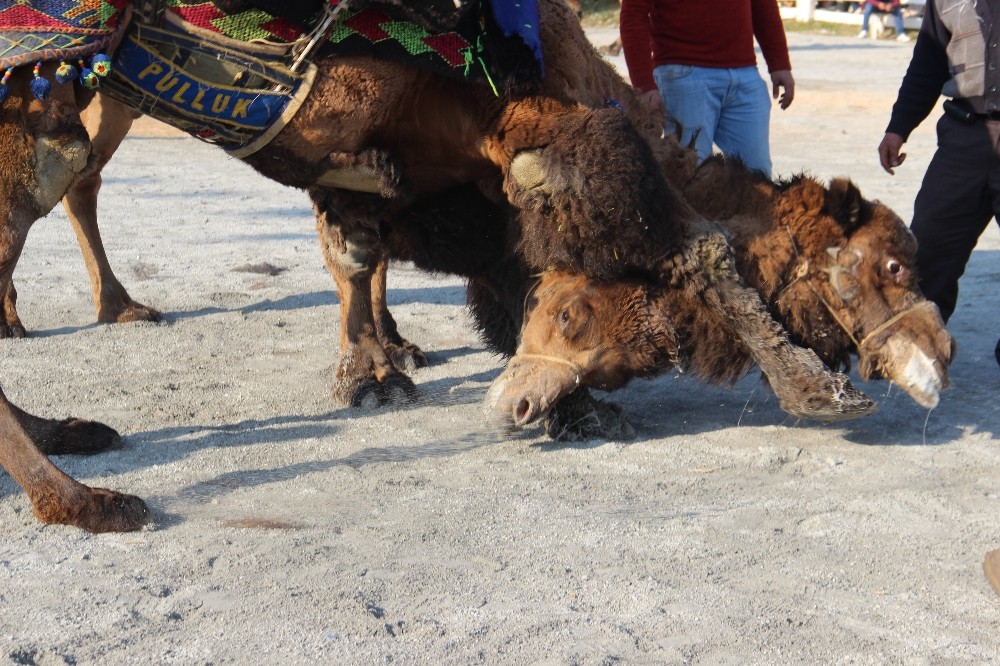 korona virus hayvanlar aleminde en cok develeri etkiledi 4 rkdWqK1v Korona virüs, hayvanlar aleminde en çok develeri etkiledi