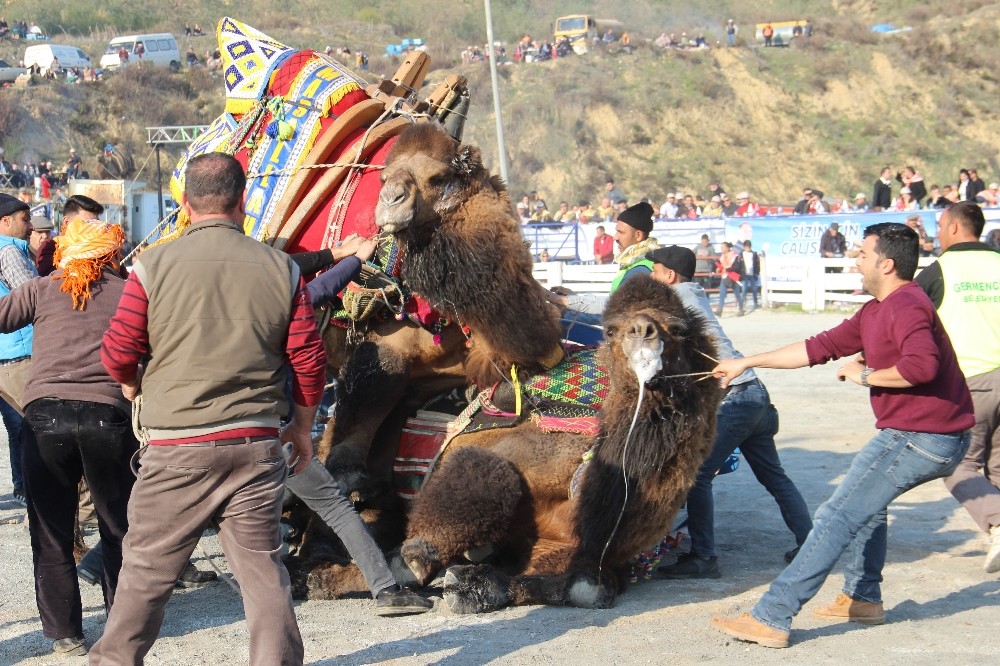 korona virus hayvanlar aleminde en cok develeri etkiledi 5 UafzBgMW Korona virüs, hayvanlar aleminde en çok develeri etkiledi