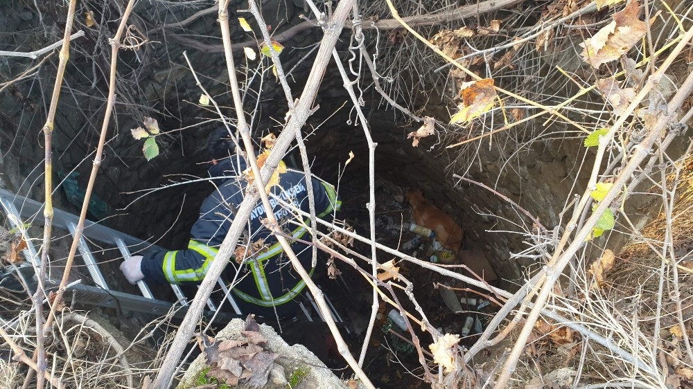 kuyuya dusen kopegi itfaiye kurtardi 6 GPGYB3LI Kuyuya düşen köpeği itfaiye kurtardı