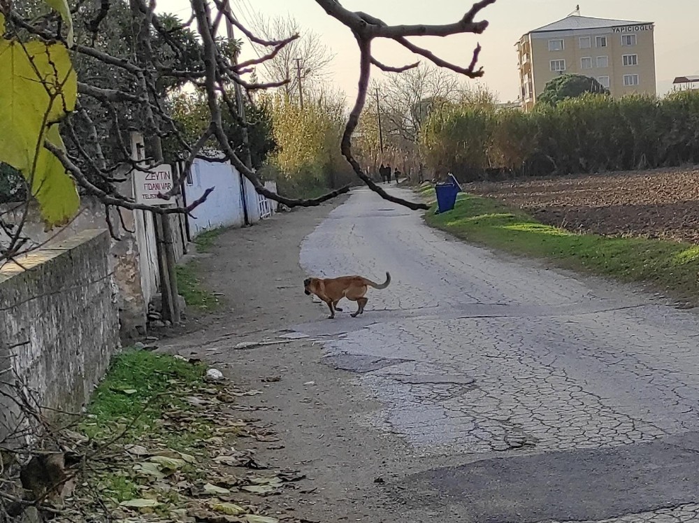 kuyuya dusen kopegi itfaiye kurtardi 7 Jy9aacud Kuyuya düşen köpeği itfaiye kurtardı