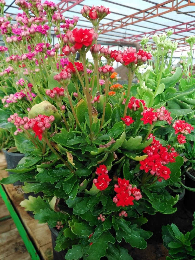 Marmaris’in çiçek seraları 1,5 milyon TL tasarruf sağlıyor 7 marmarisin cicek seralari 15 milyon tl tasarruf sagliyor 4 6UfOgh9Y Marmaris’in çiçek seraları 1,5 milyon TL tasarruf sağlıyor