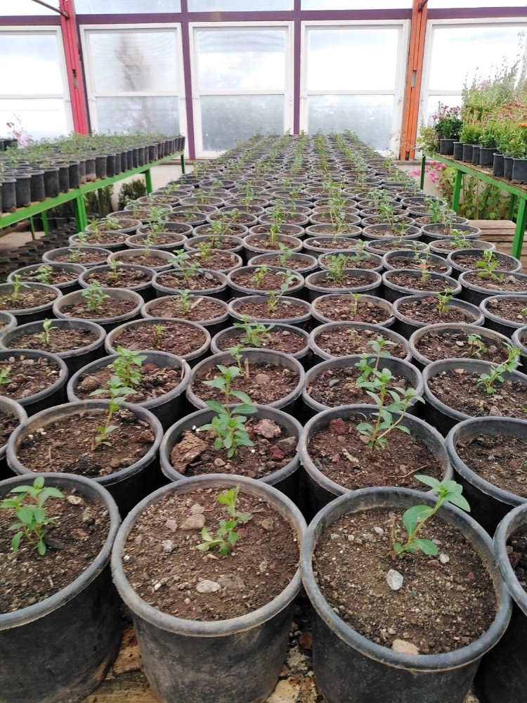 Marmaris’in çiçek seraları 1,5 milyon TL tasarruf sağlıyor 8 marmarisin cicek seralari 15 milyon tl tasarruf sagliyor 5 3zIEPCOv Marmaris’in çiçek seraları 1,5 milyon TL tasarruf sağlıyor