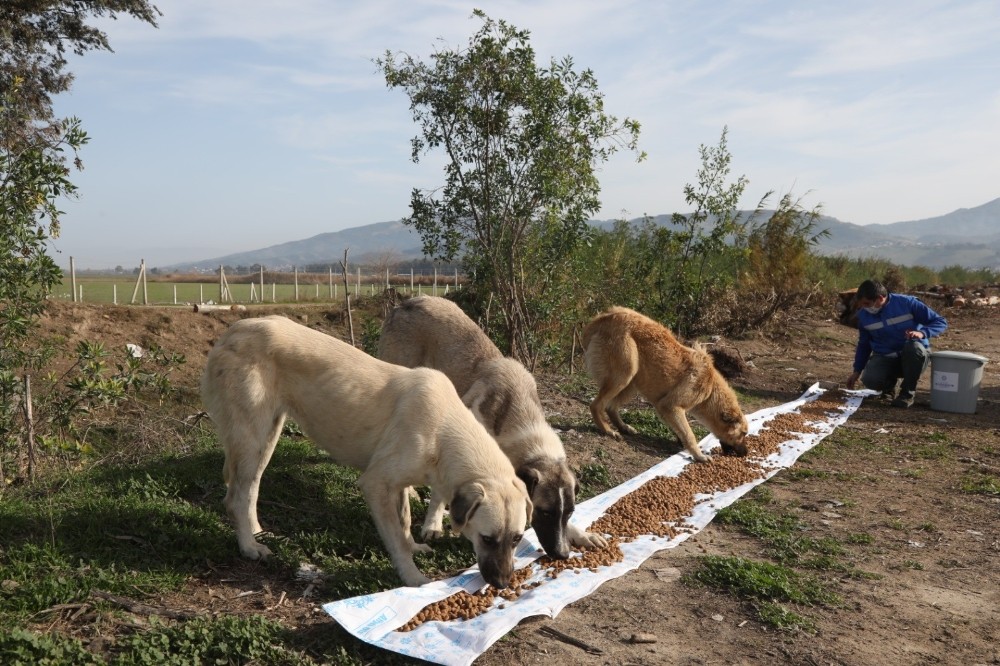 buyuksehir can dostlari unutmadi 2 kQYRTWuj Büyükşehir can dostları unutmadı
