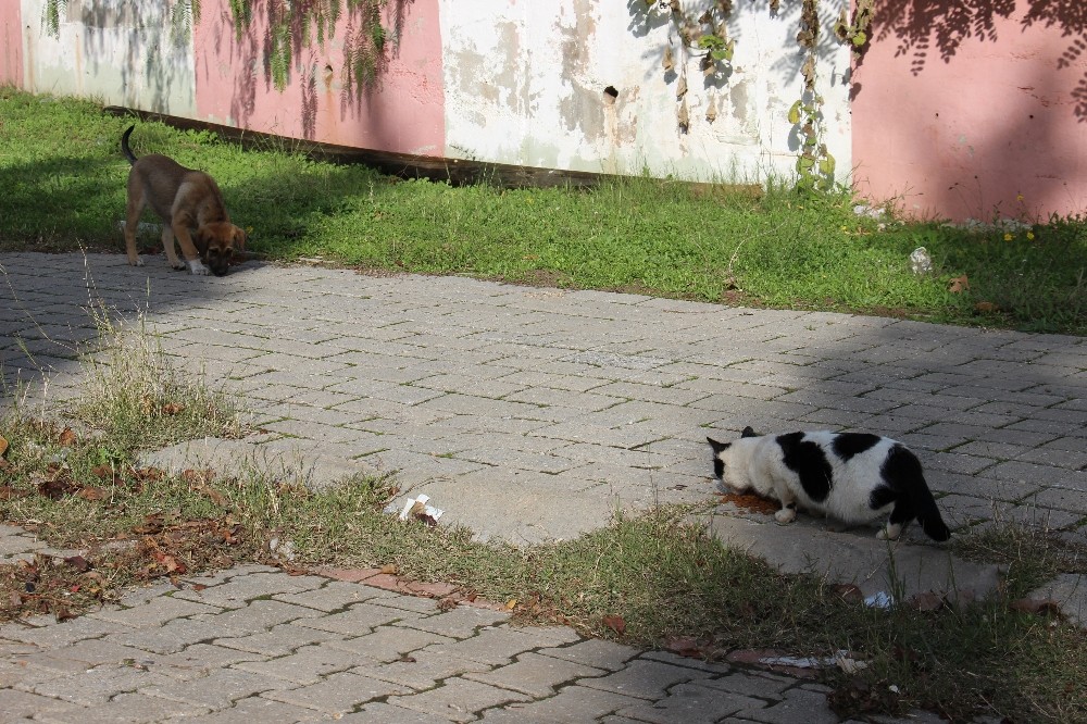 can dostlari elleri ile beslediler 5 NOC22uea Can dostları elleri ile beslediler