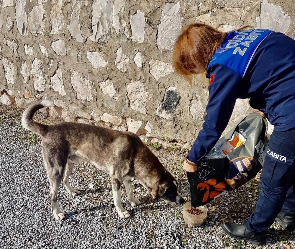 Didim Belediyesi’nden besleme çalışması 1 didim belediyesinden besleme calismasi 1 FRVzlkOf Didim Belediyesi’nden besleme çalışması